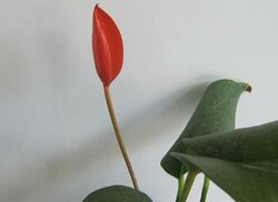 Anthurium.JPG