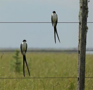 Tijeretas (Tyrannus savana), Uruguay, 2019.jpg